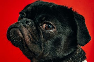A picture of a pug looking at the camera against a red background